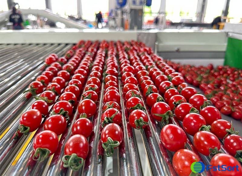 images/1703491699330cherry tomato sorting line.jpg